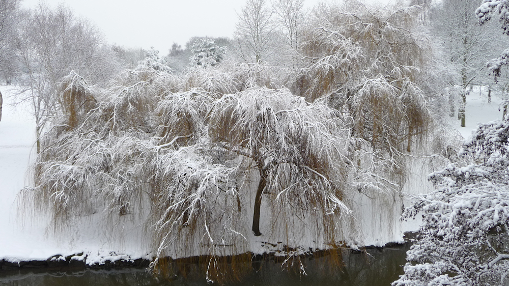 Snowy Willow on Anker